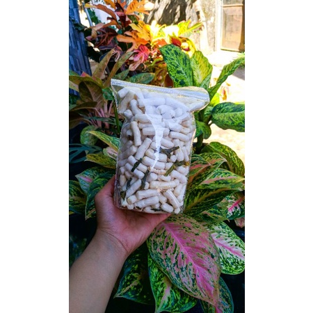 

Stick Tongkol Asin/Original