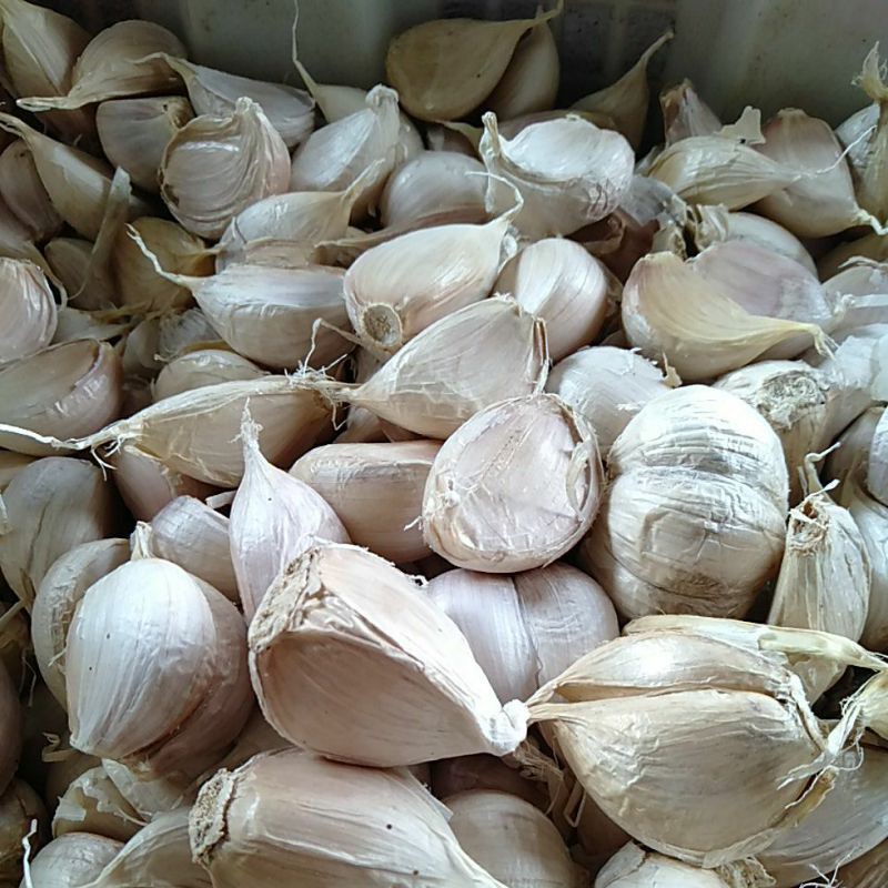 Bawang Putih Kating 1Kg