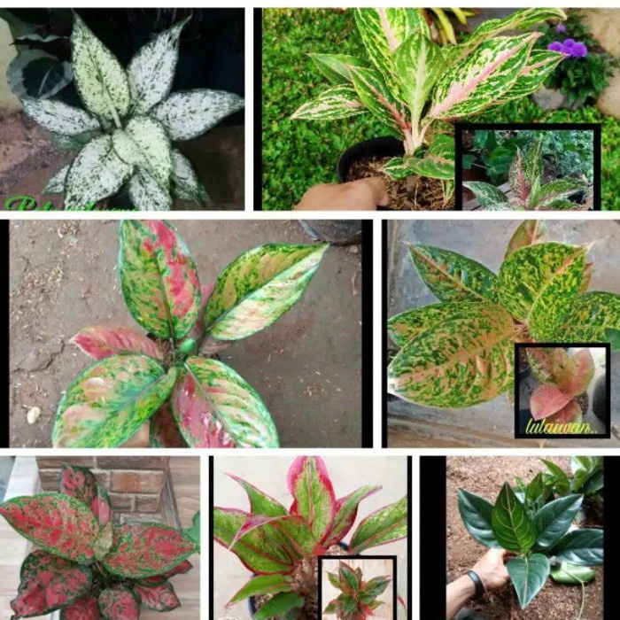 Paket 7 jenis anglonema murah