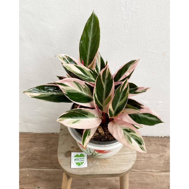 Tanaman hias calathea  tricolor  tanaman hias meranti bali  Tanaman hias calathea  tricolor  tanaman hias meranti bali