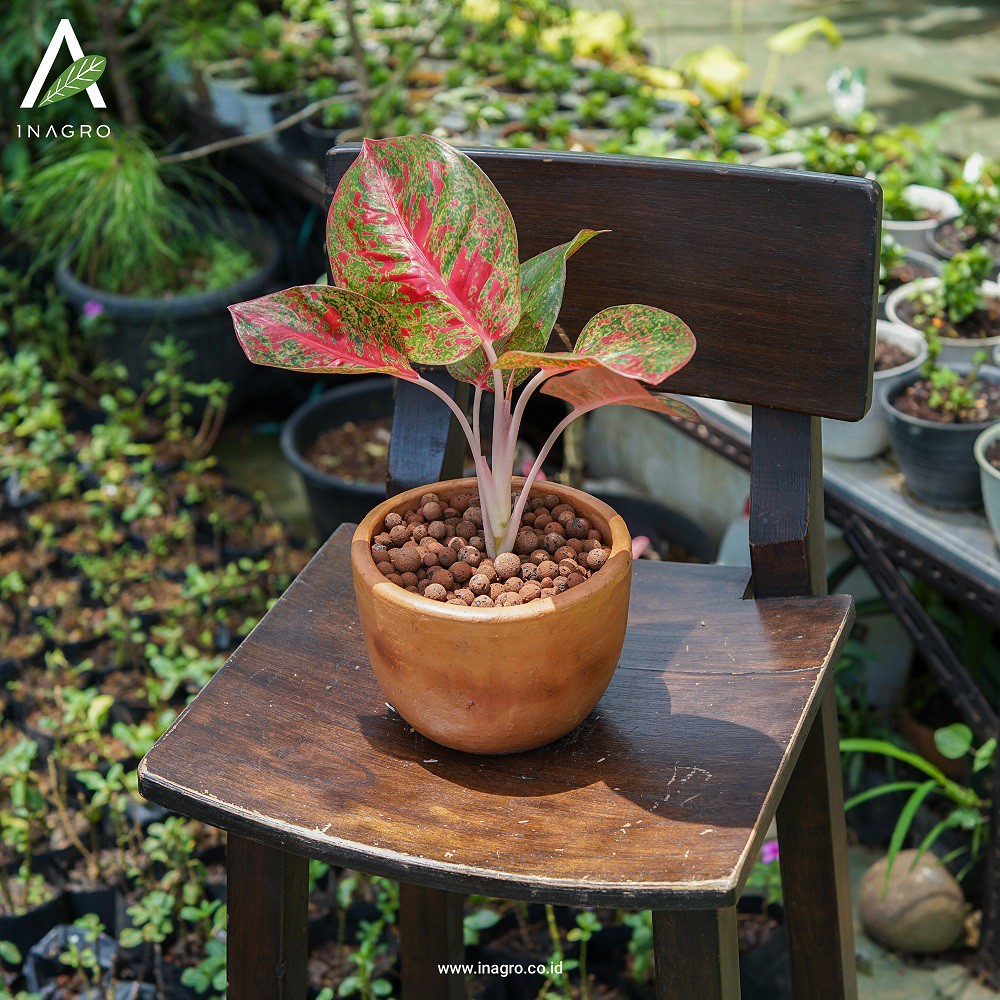 AGLAONEMA RED STARDUST
