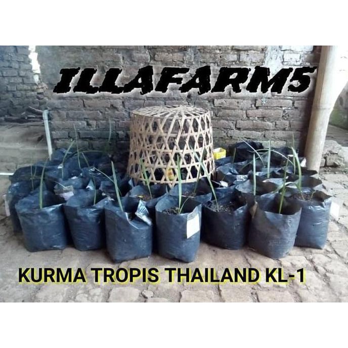 Paling Populer Bibit Kurma Tropis Thailand Kl-1