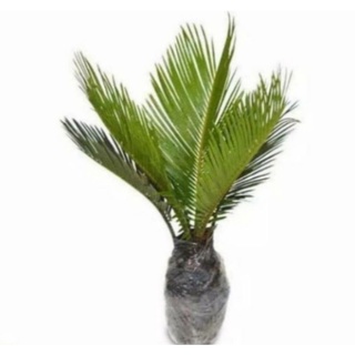 Jual Tanaman Hias Palm Sikas Size Jumbo Palem Sikas Pohon Bonsai Palem Sikas Tanaman Hias