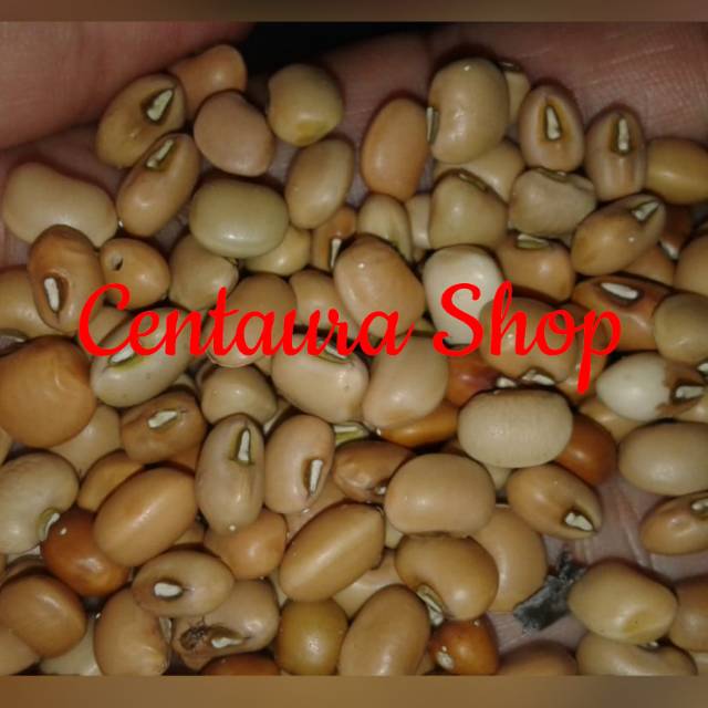 

Kacang Tolo / Kacang Tunggak Cokelat Kwalitas Super unggul 500gr