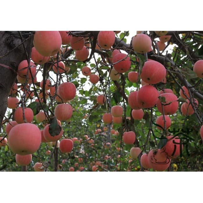 Bibit / Benih Biji Buah Apel Paradise Apple Fruit Seed Isi 10 Biji-2