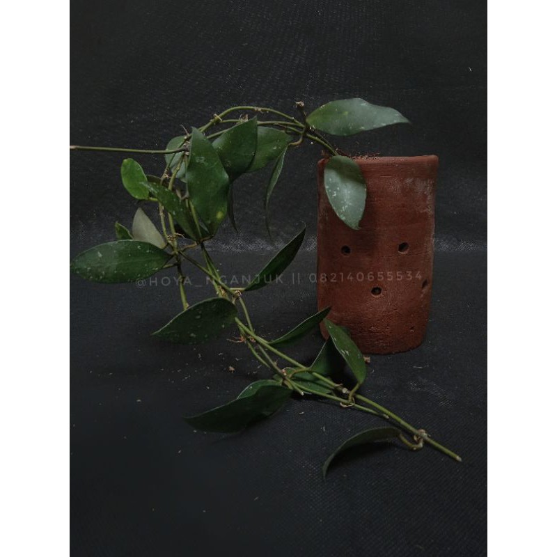 Hoya sipitangensis / hoya spesies Borneo
