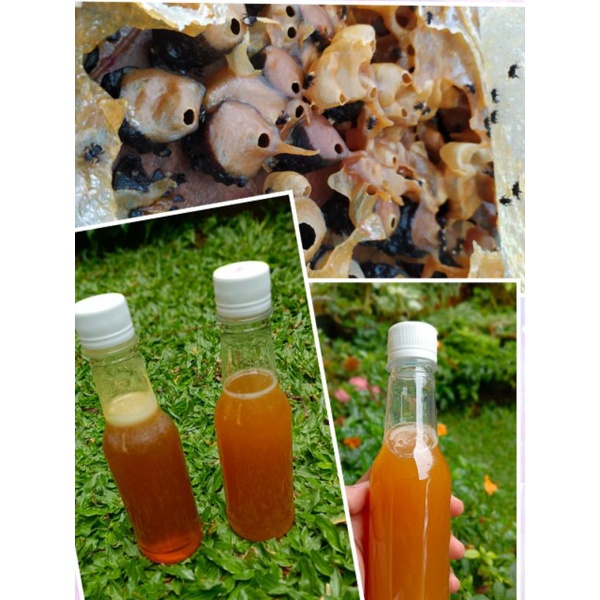 

Madu Klanceng Tetrigona apicalis