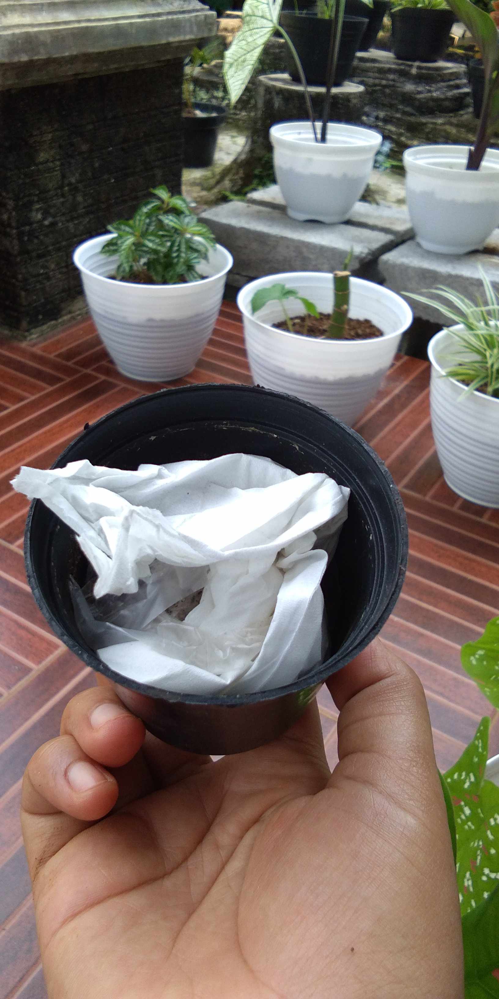 Sukulen Dan Kaktus Mini (euphorbia Aeruginosa)