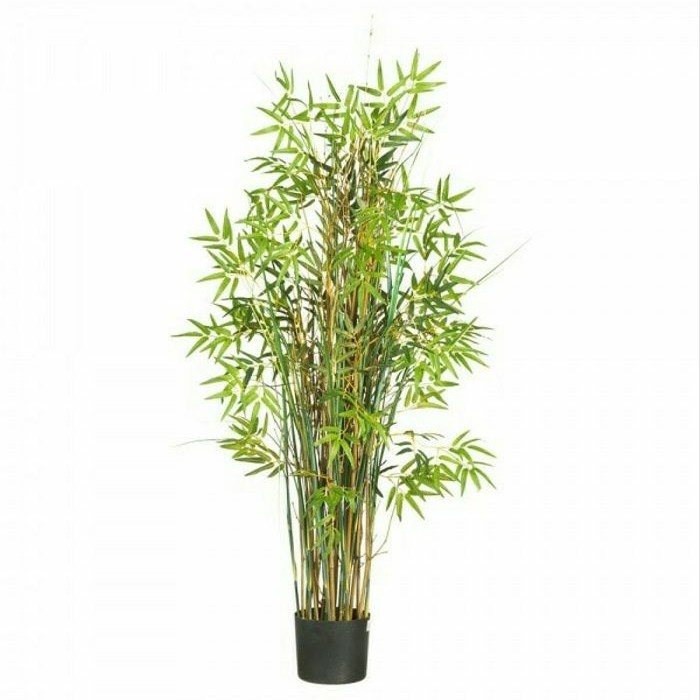 tanaman bambu kuning jepang