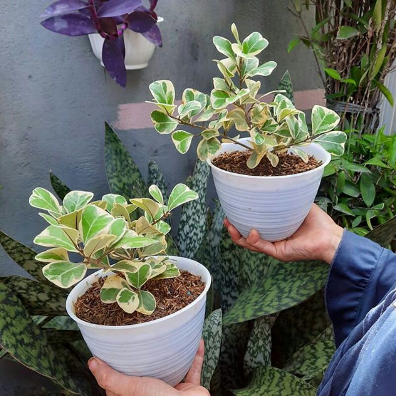 Tanaman Hias Ficus Triangularis