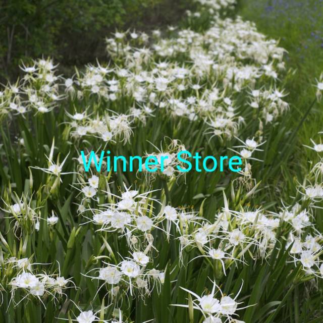 Umbi Bibit Tanaman Bunga Lily Laba (1 Umbi)