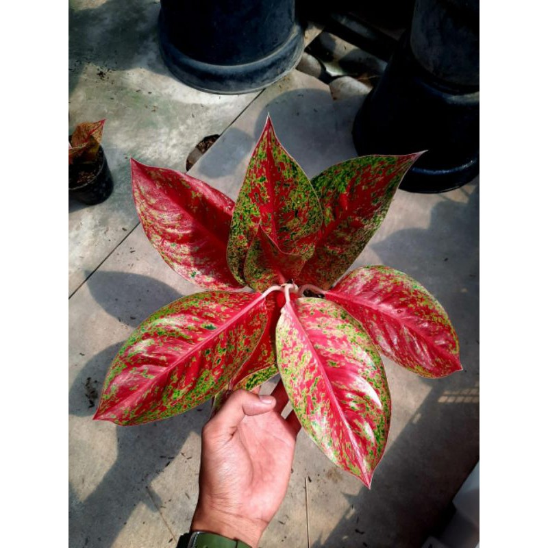 Red impressa/Aglaonema/Aglonema/Bunga/Tanaman/Tanaman hias/Aglo thailand/Bunga murah