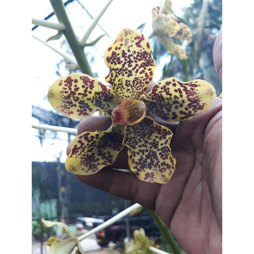 Rumpun Kecil Grammatophyllum speciosum / Anggrek Tebu
