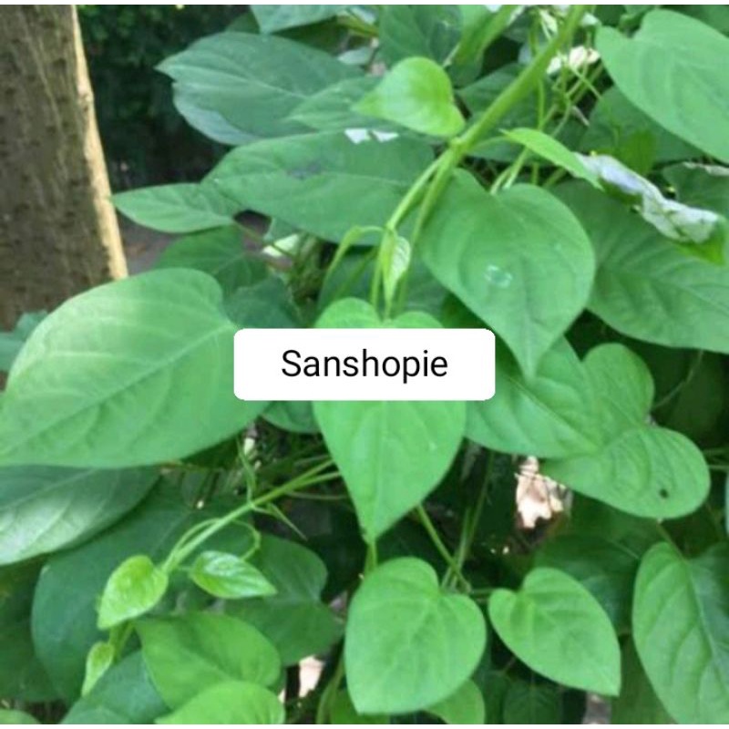 

Daun Kentutan atau simbukan segar 250 gram