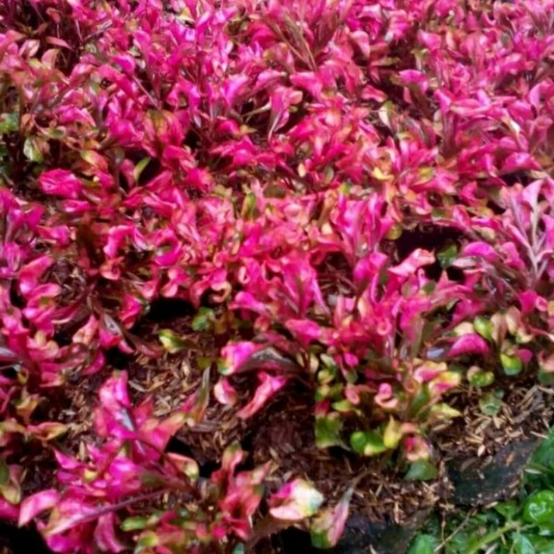 Krokot merah / Tanaman hias / bunga krokot merah per pcs