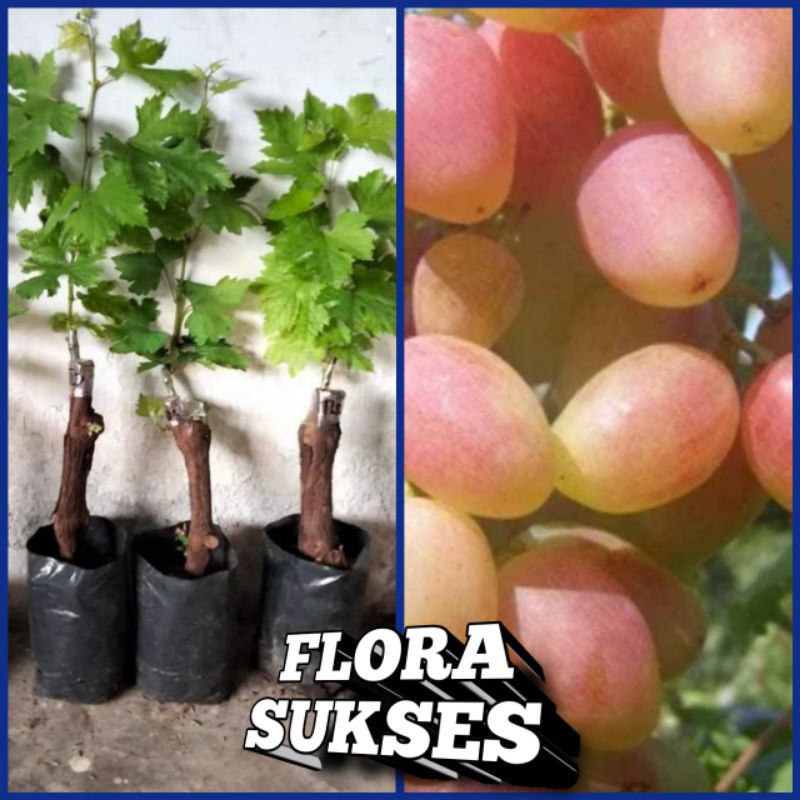 Tanaman Anggur Import Julian Valid Hasil Grafting