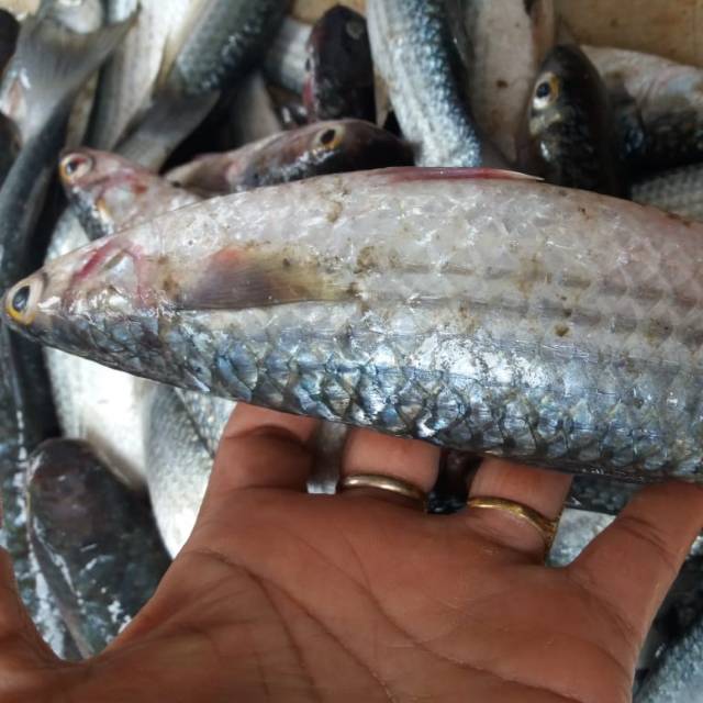Ikan Belanak Telor Freess 1 Kg Isi 5 7 Ukuran Besar Shopee Indonesia