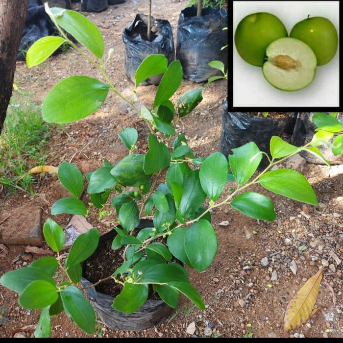 Bibit Bidara Apel India / Apel putsa siap tanam