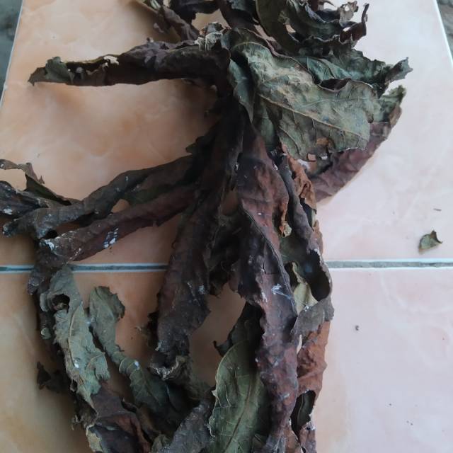 

Jual daun pepaya kering siap direbus