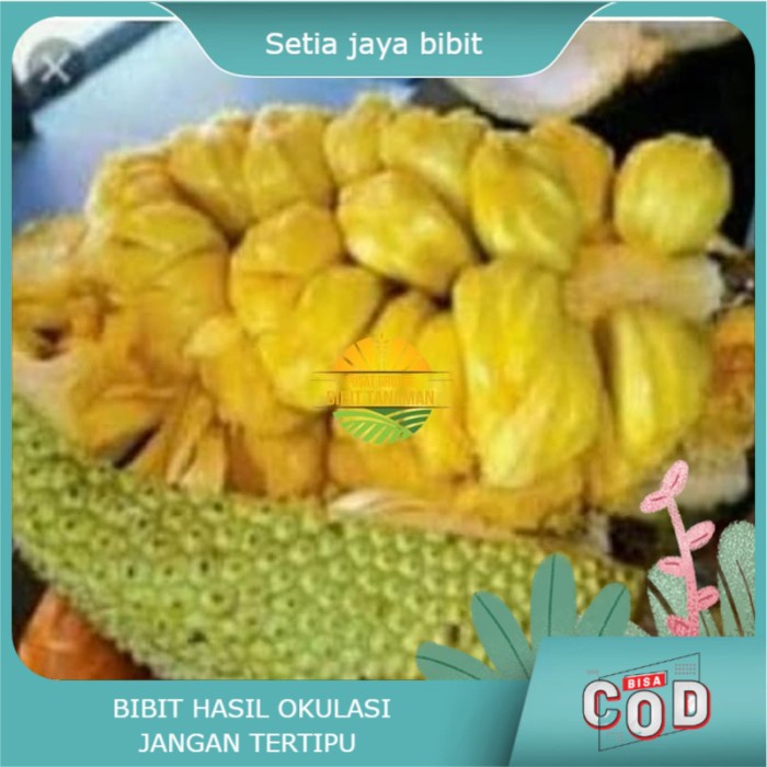 bibit cempedak king