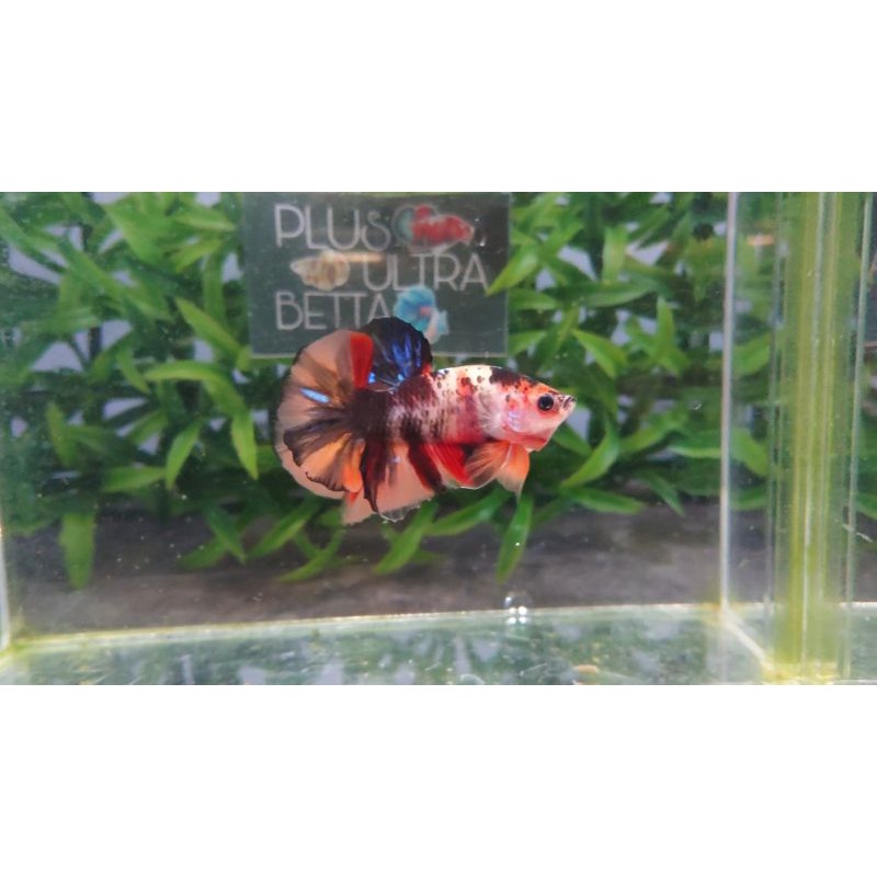 Cupang multy multi nemo galaxy koleksi kontes