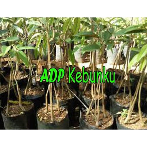 IND4K BIBIT TANAMAN BUAH DURIAN BAWOR KAKI 3 TINGGI 1,2 METER UP KW A