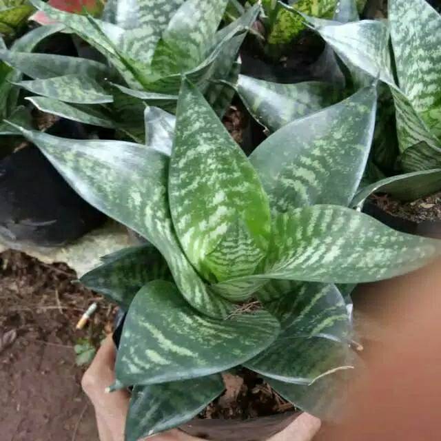 Sanseviera mini hijau / sanseviera kodok