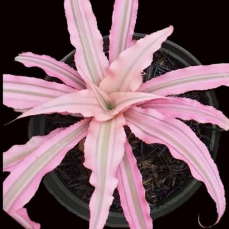 Tanaman kriptantus cryptanthus hybrid