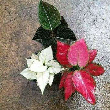 paket 3pcs Tanaman Aglonema. Rotundum Aceh, Super white, Red anjamani