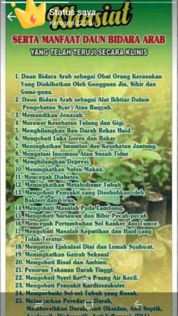 Pohon Bidara Arab Asli Berduri Indonesia