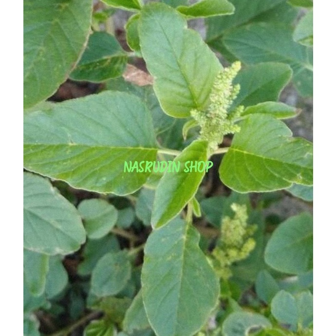 

[Fresh] DAUN BAYAM LIAR SEGAR DAUN BAYEM LIAR LANGSUNG PETIK RUMPUT BAYAMAN BABAYAMAN