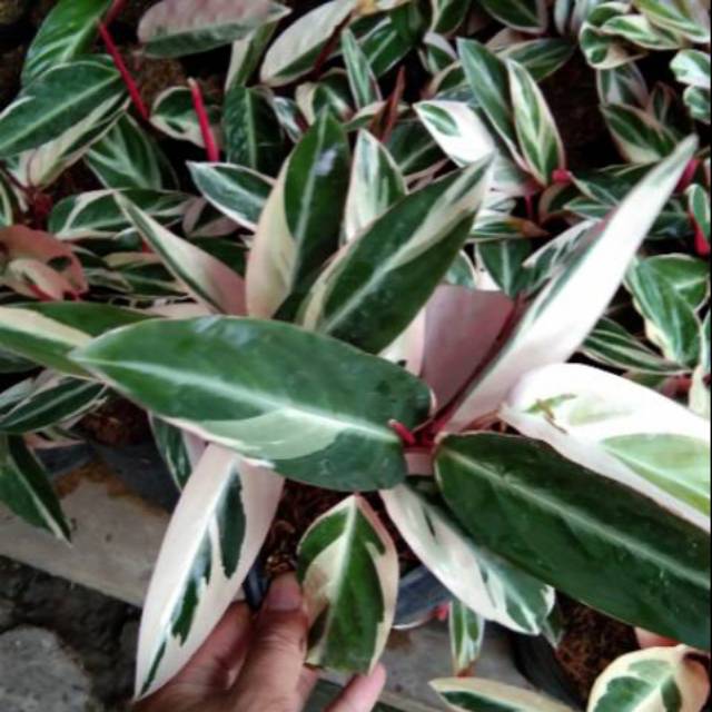 bibit calathea multicolor
