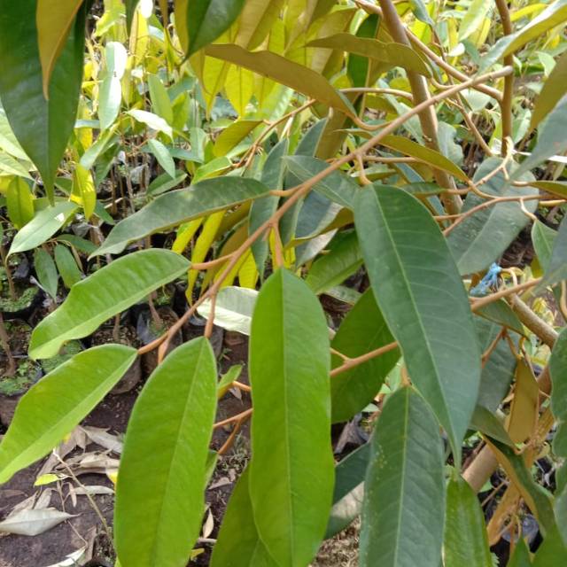 Entres durian montong super