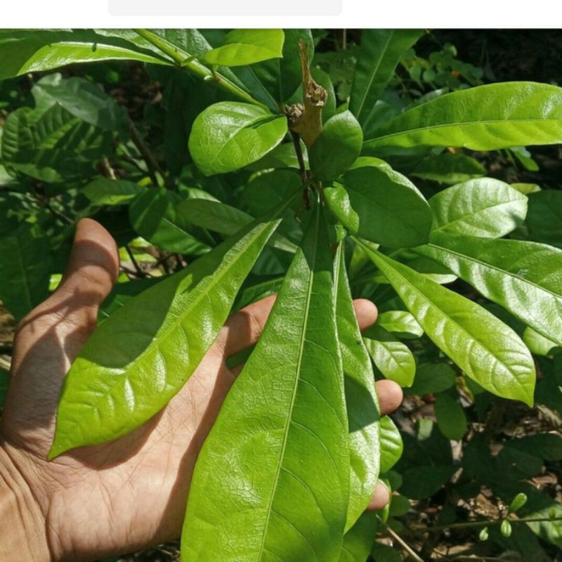 

Daun Maja Segar 50gram