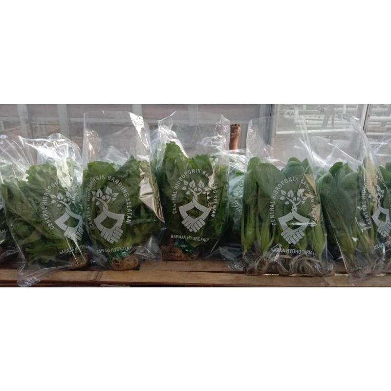 

Pakcoy Hydroponik Segar 250 gr