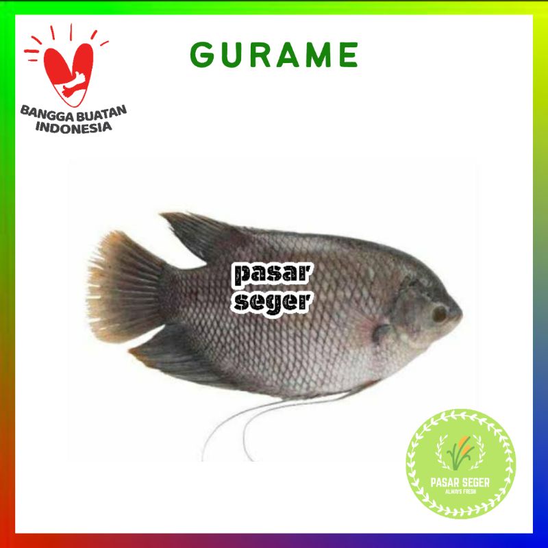 

ikan gurame [500g]