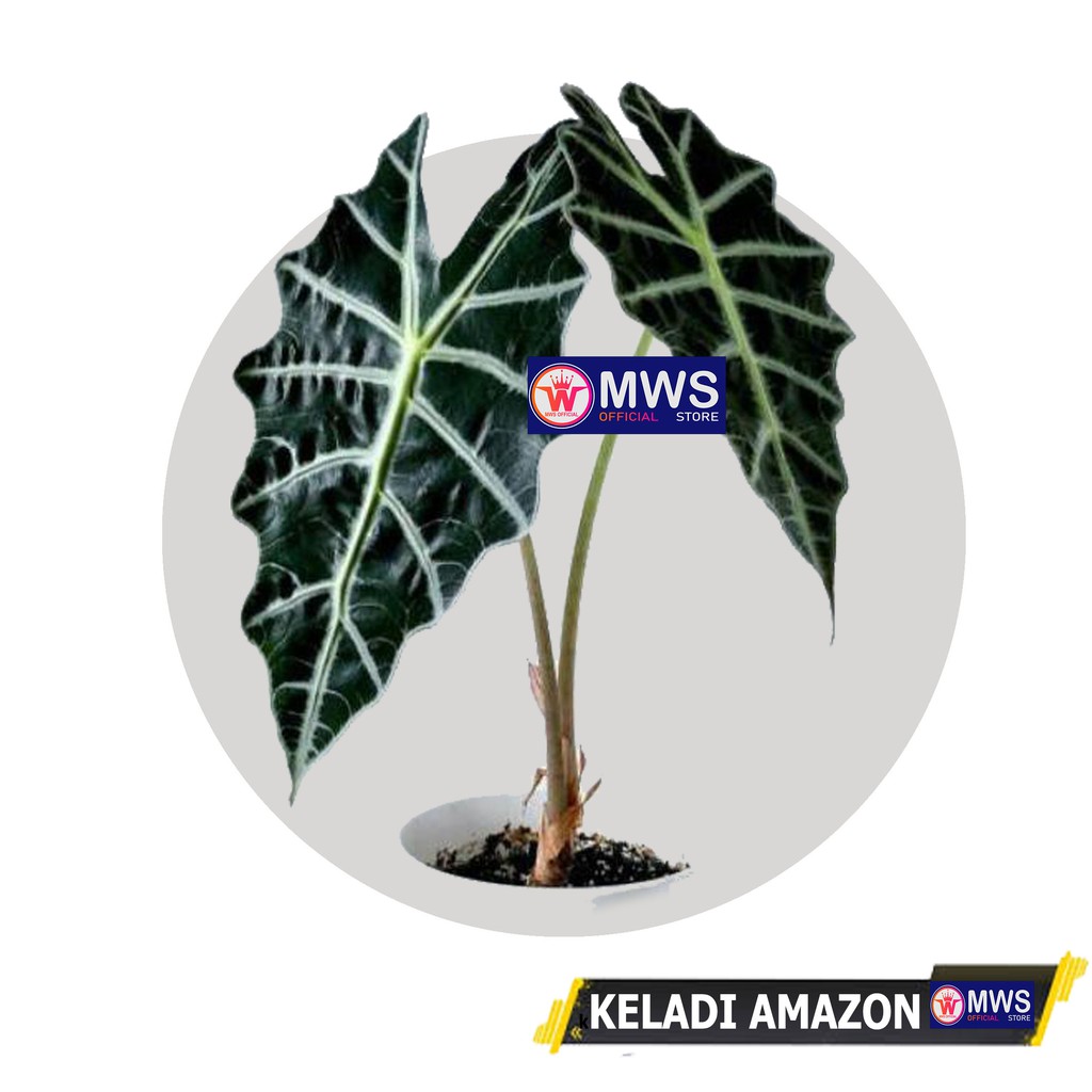 ALOCASIA KELADI AMAZON LIKU DEWASA BESAR MWS OFFICIAL STORE