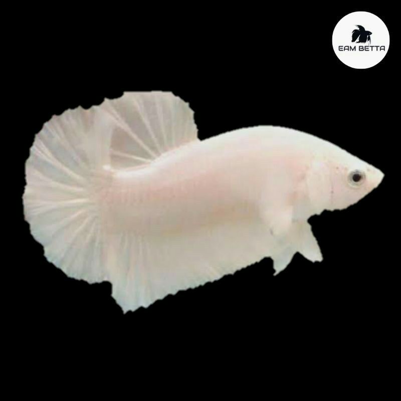 cupang putih platinum