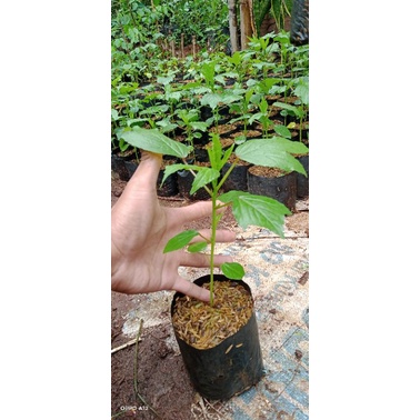 tanamnan Rosella/tanaman herbal Rosella/bibit pohon Rosella