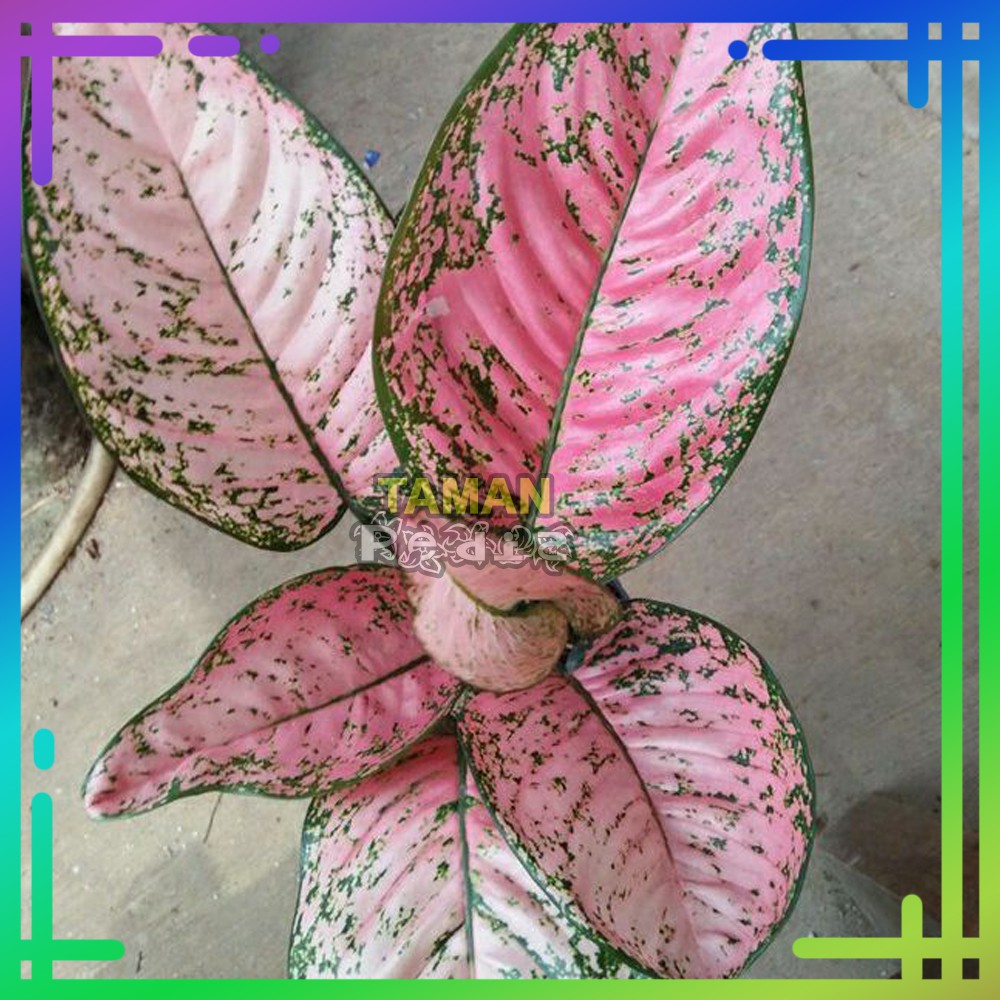 Tanaman Aglonema Ruby SUPER PINK - Benih Tanaman Hias Aglonema