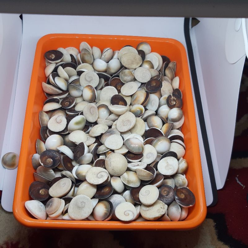Paket 100pcs Fosil Keong Buntet asli