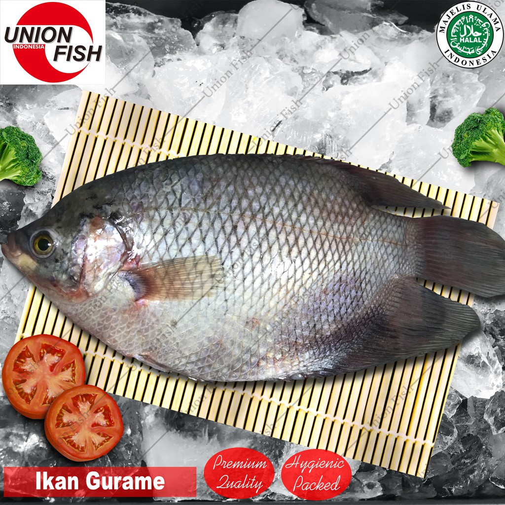 77 Ikan Air Laut Gurame Gratis Terbaik