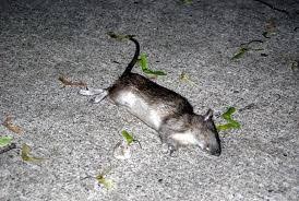 Ramtus Racun Tikus Ampuh Mati Kering Tidak Bau Pembasmi Curut Wirog Mencit Dirumah Di Mobil 4 Pack