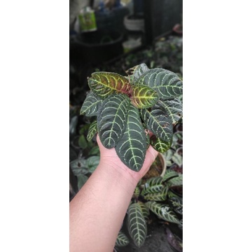 Ardisiaee black metalic