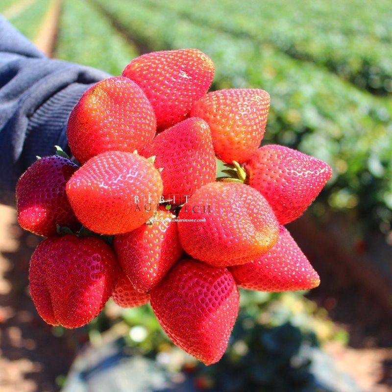 Bibit Tanaman Strawberry California/Strawberry Jumbo Termurah/ Bibit Stroberi California