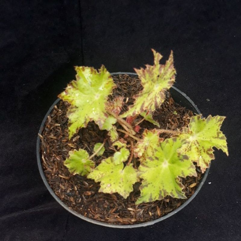 Tanaman hias begonia cleopatra bintang/begonia cakra bintang