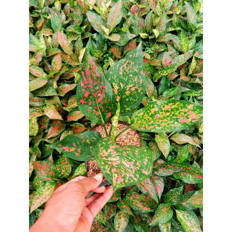 Agalonema ruby garuda