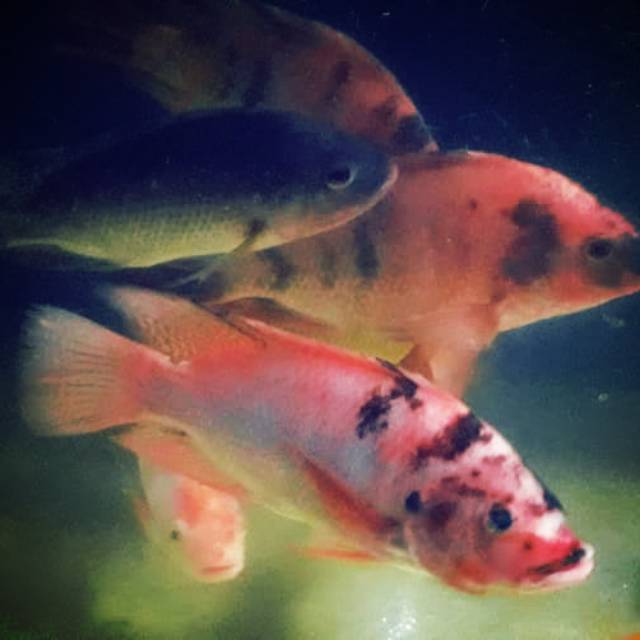 

Tetbatasss!!! Ikan Nila segar / harga 1 KG