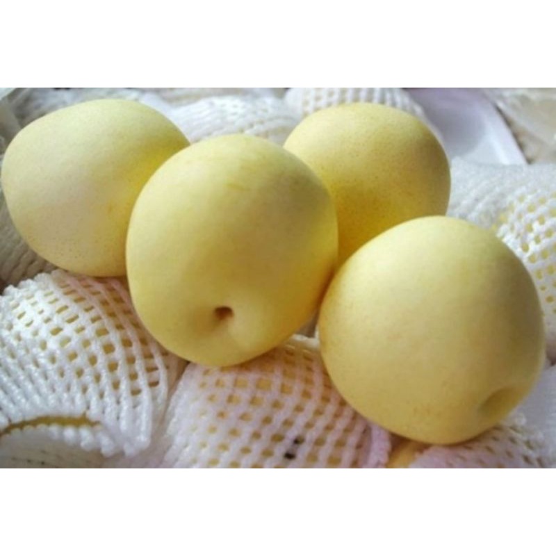 Buah Pir Pear Century 1 Kg