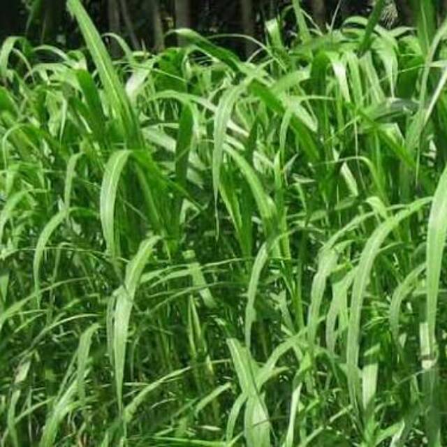 Jual Rumput Raja / King Grass / Kolonjono | Shopee Indonesia